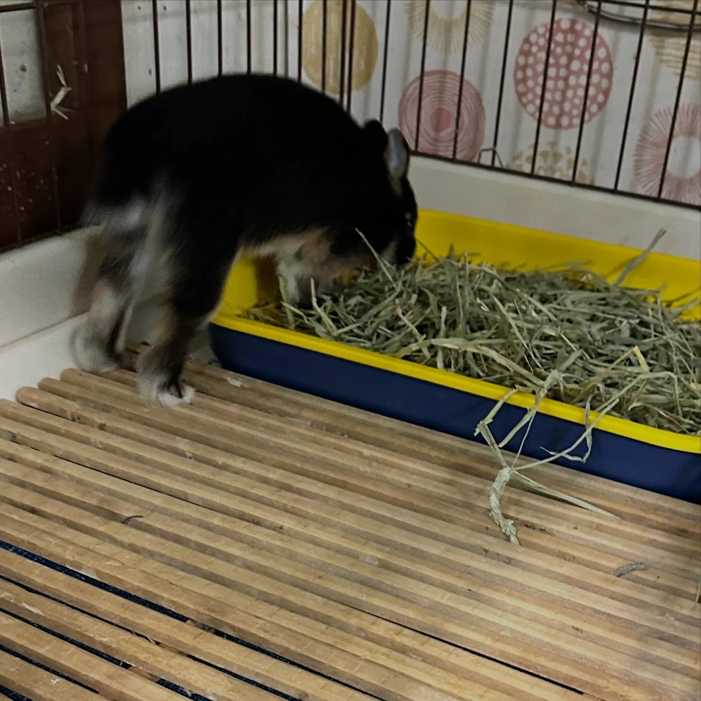 ☆牧草トイレ☆