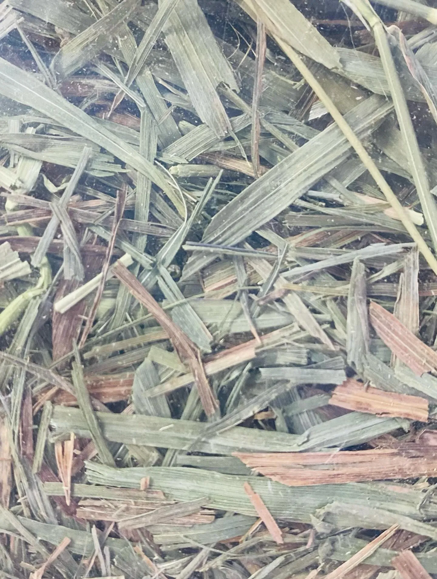 ☆美味しいチモシー☆