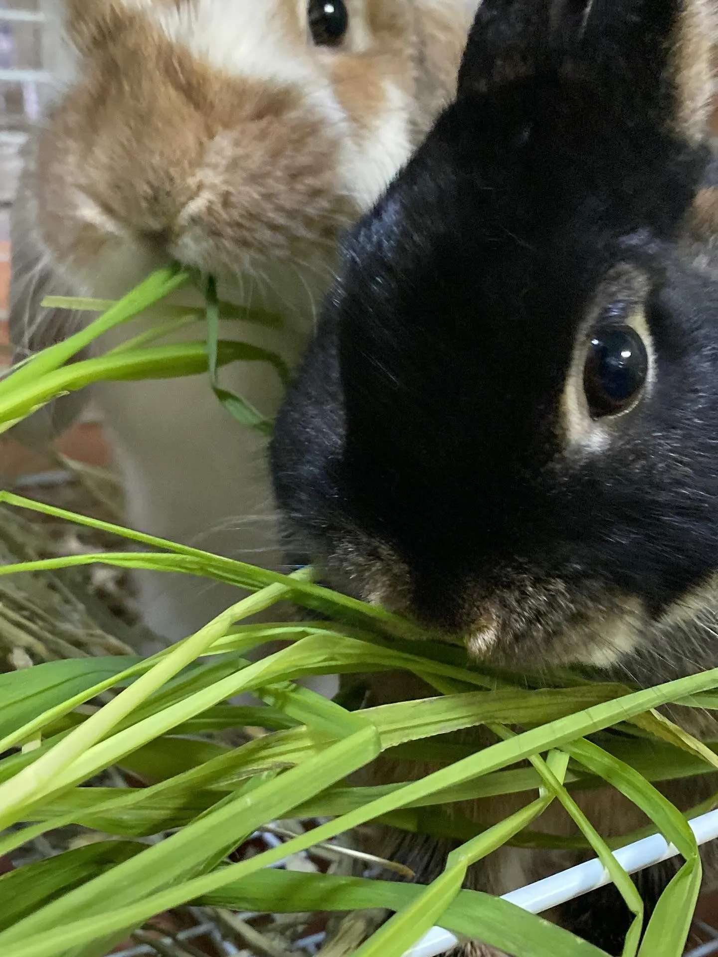 ☆イネ科緑葉☆