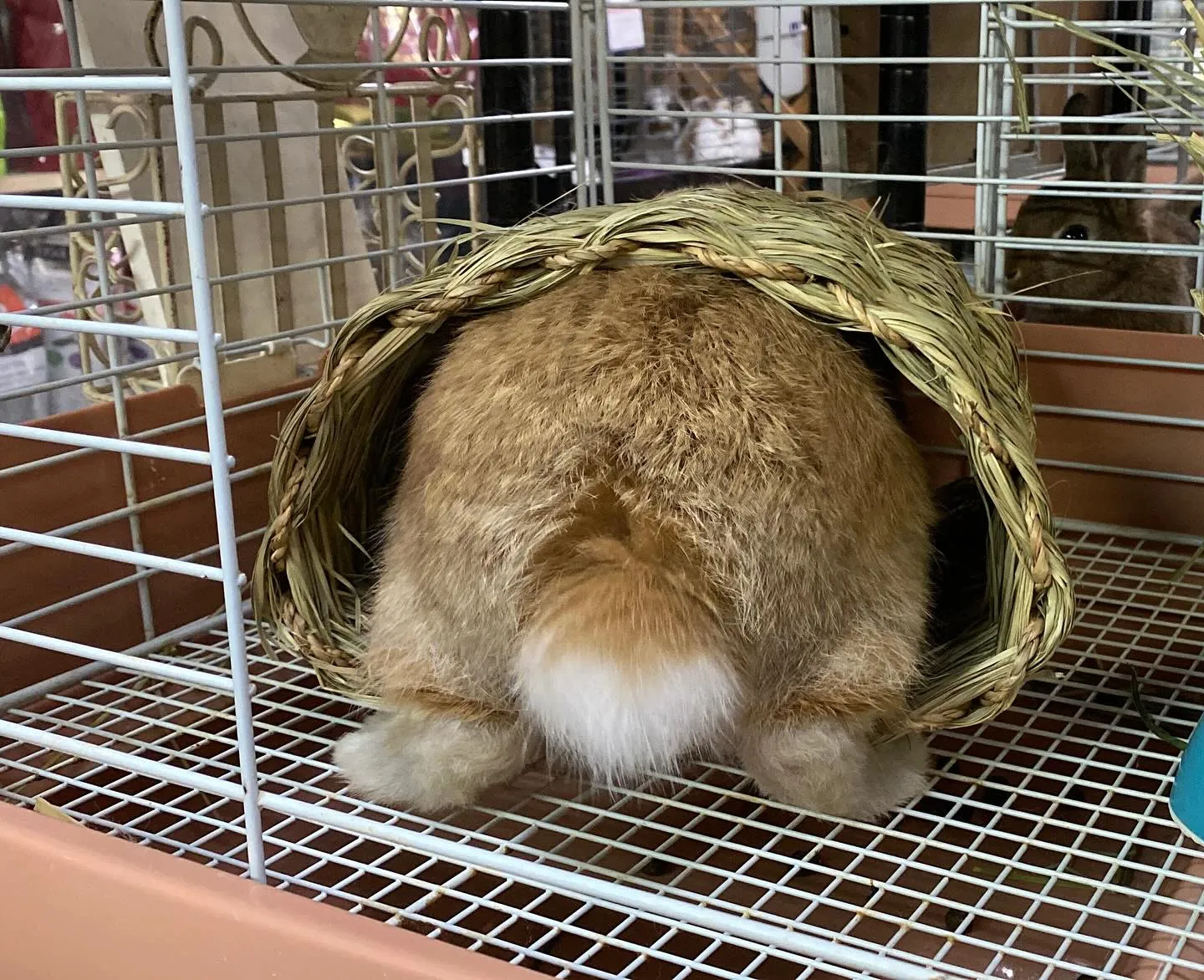 ☆明日からお迎えキャンペーン☆