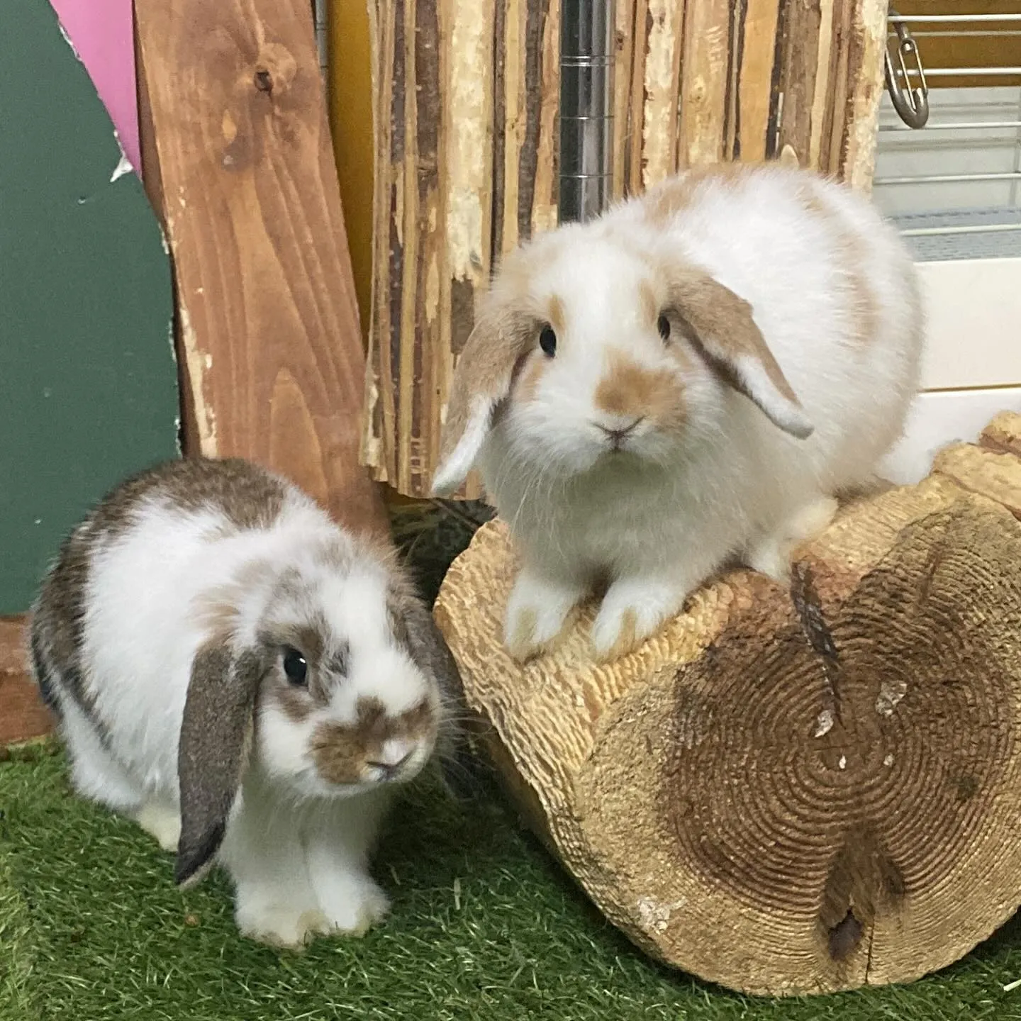 ☆放牧タイム☆