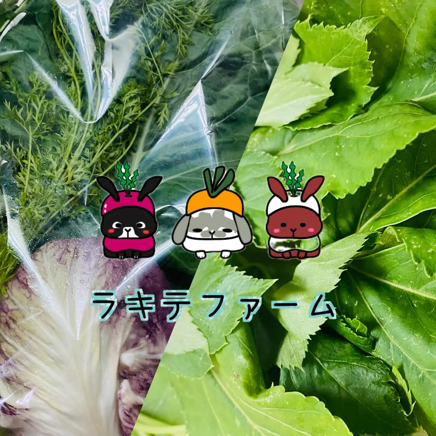 ☆ラキテ葉っぱ☆