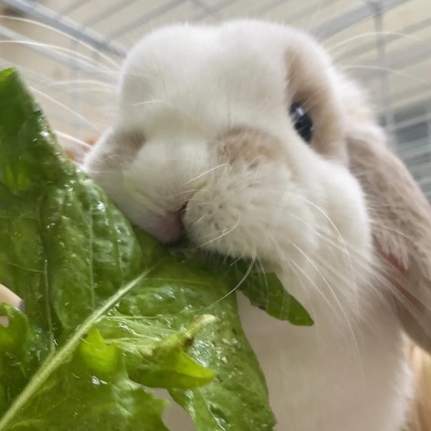 ☆ラキテ葉っぱ☆