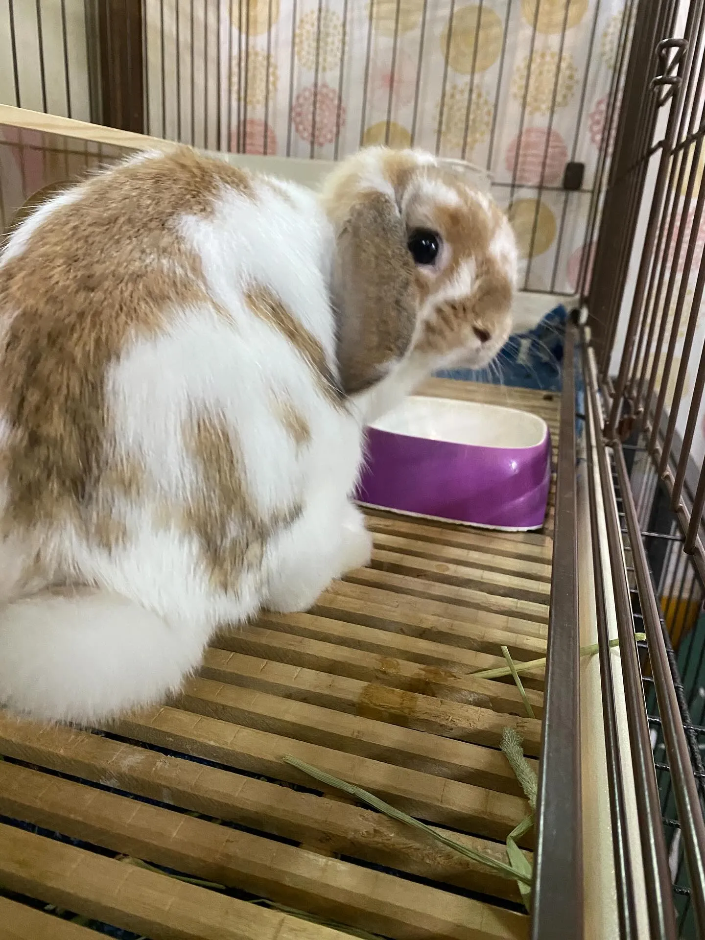 ☆うさぎ三昧☆