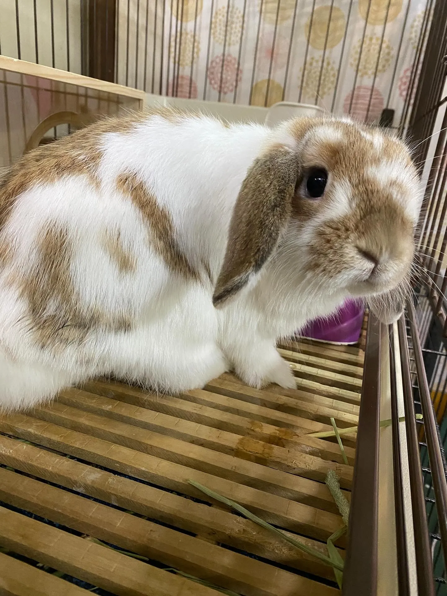 ☆うさぎ三昧☆