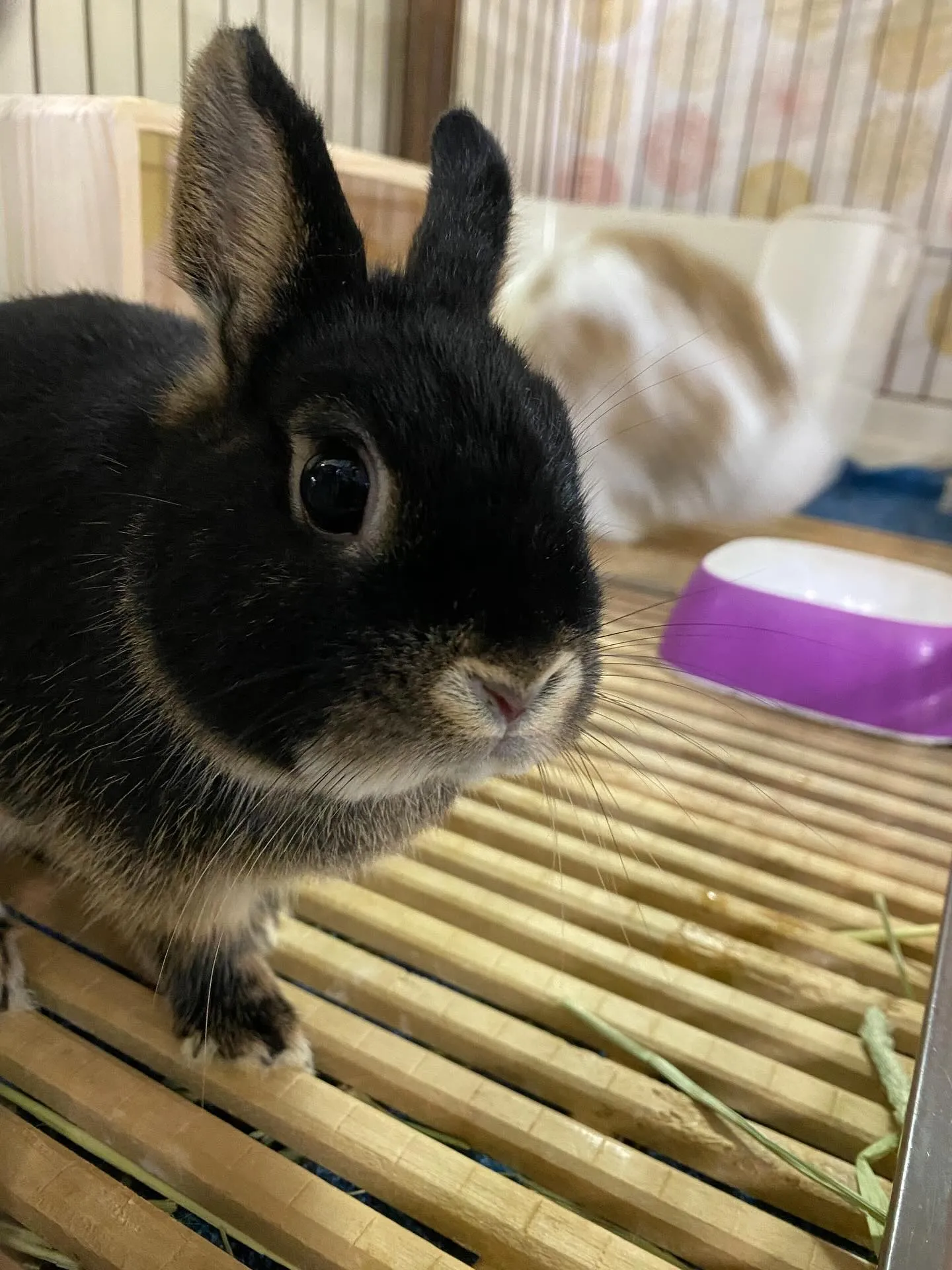 ☆うさぎ三昧☆