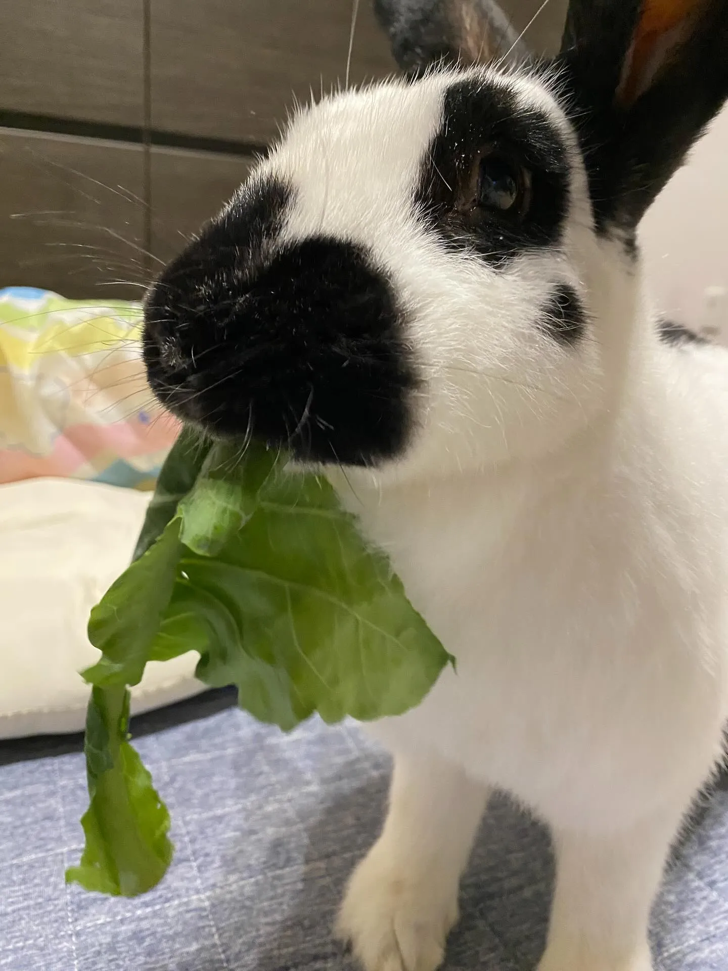 ☆ラキテファーム☆