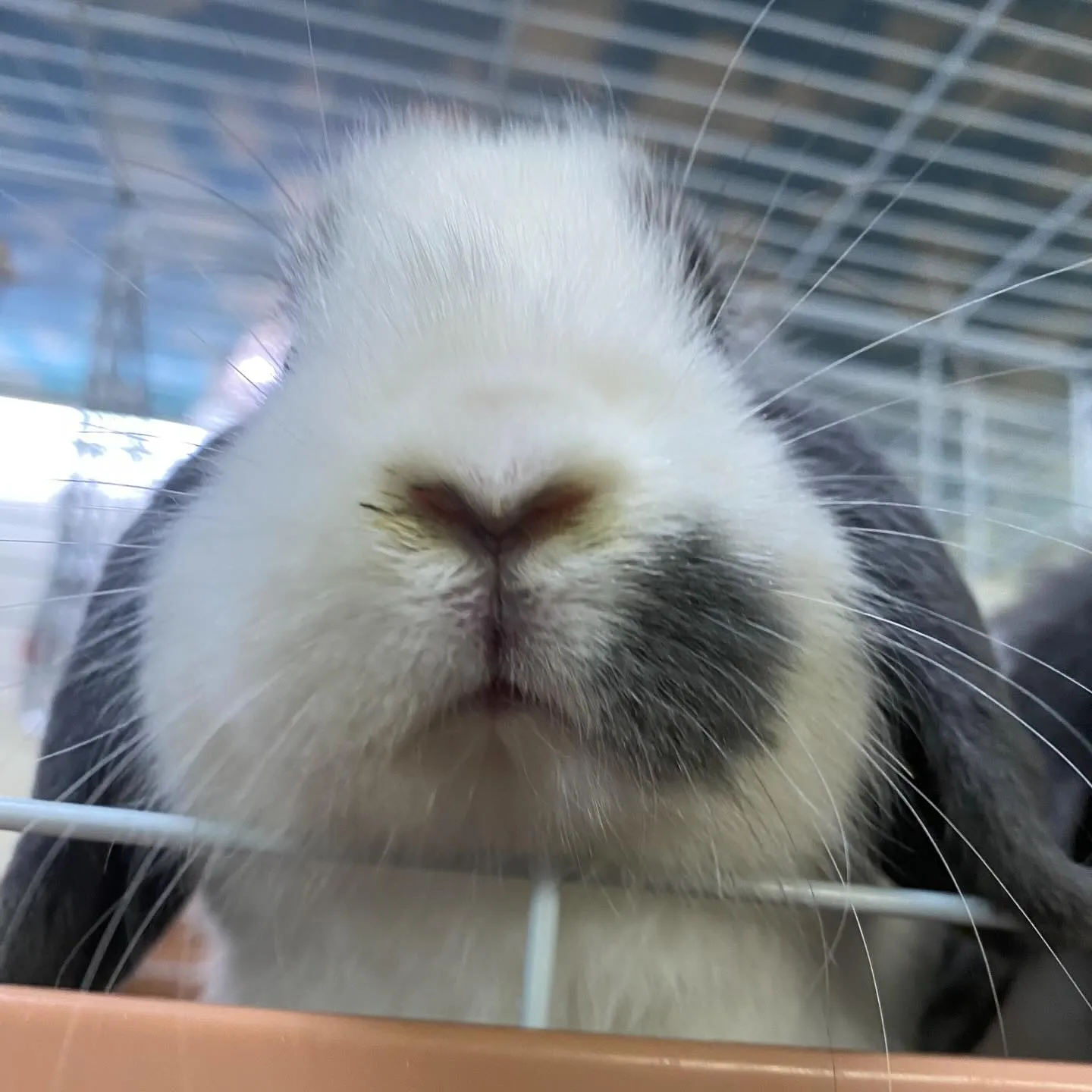 ☆モノトーン毛色☆