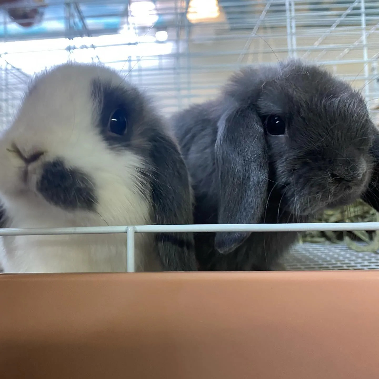 ☆モノトーン毛色☆