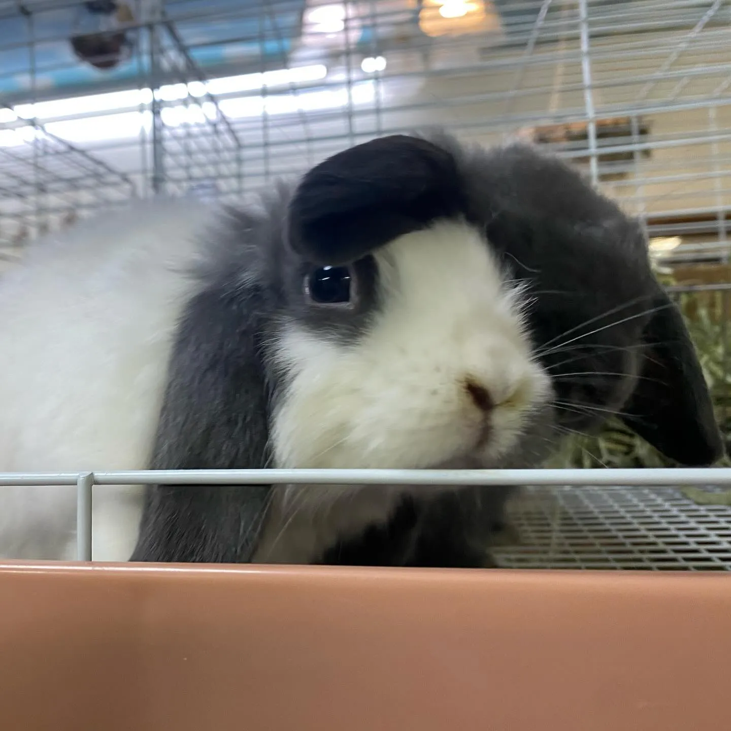 ☆モノトーン毛色☆