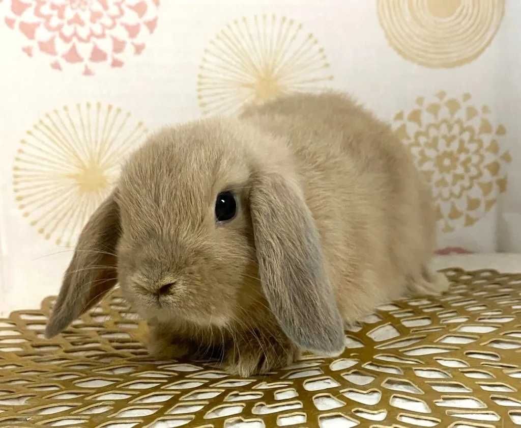 ☆お迎え済☆リンクス