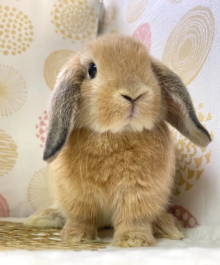 ☆お迎え済☆オレンジ