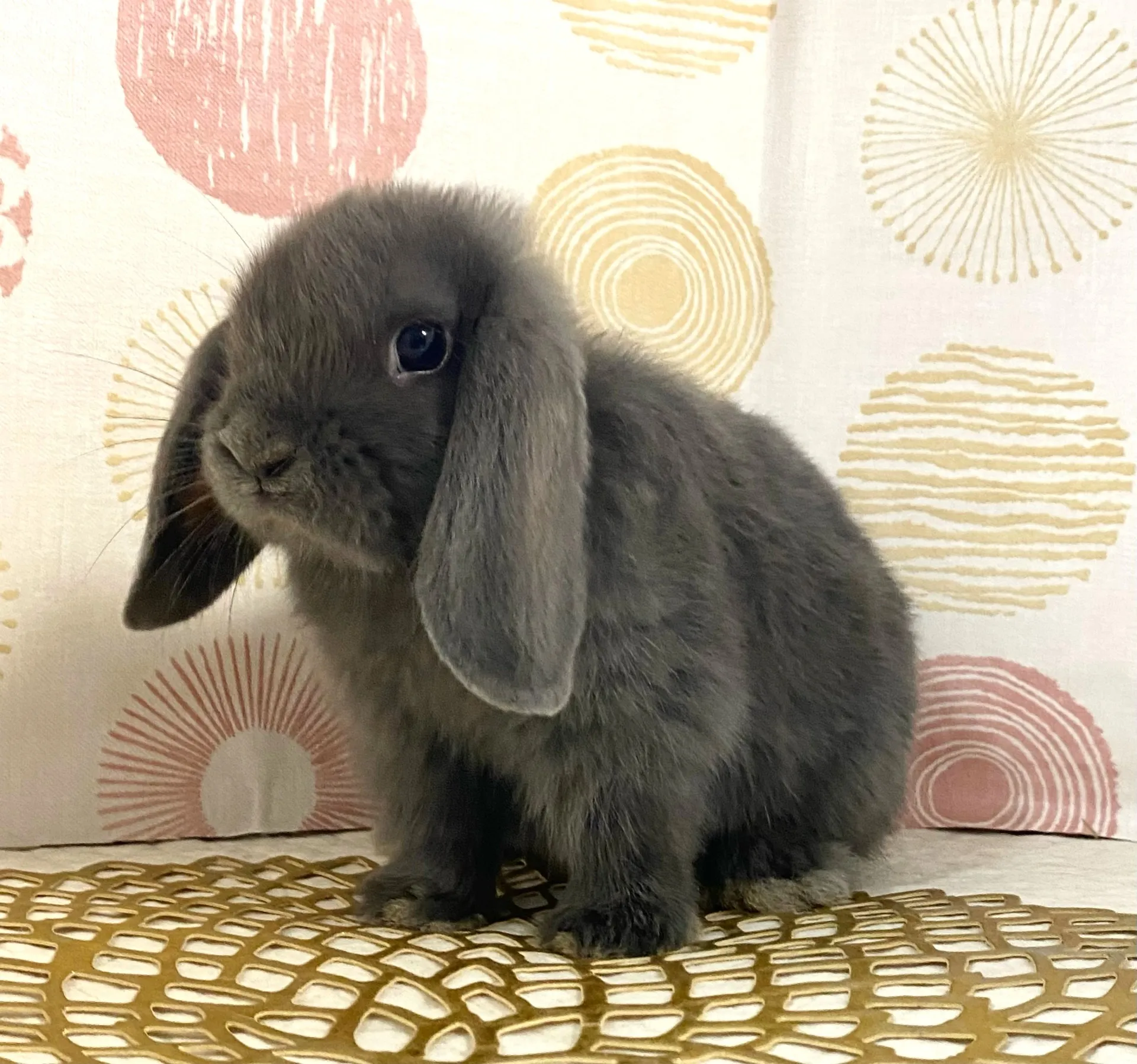 ☆予約済☆　ブルー