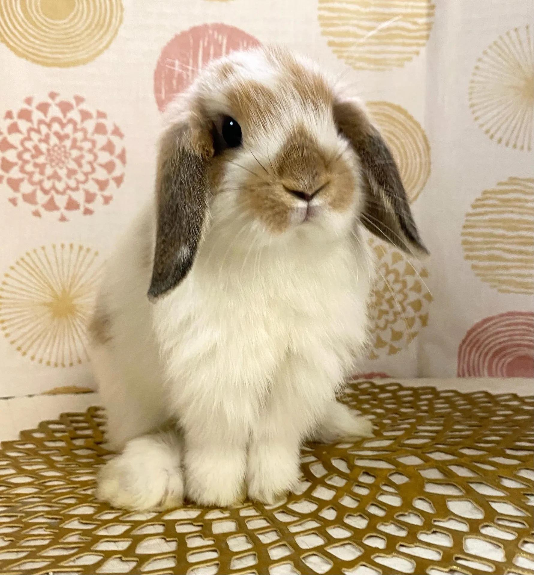 ☆お迎え済☆ブロークンオレンジ