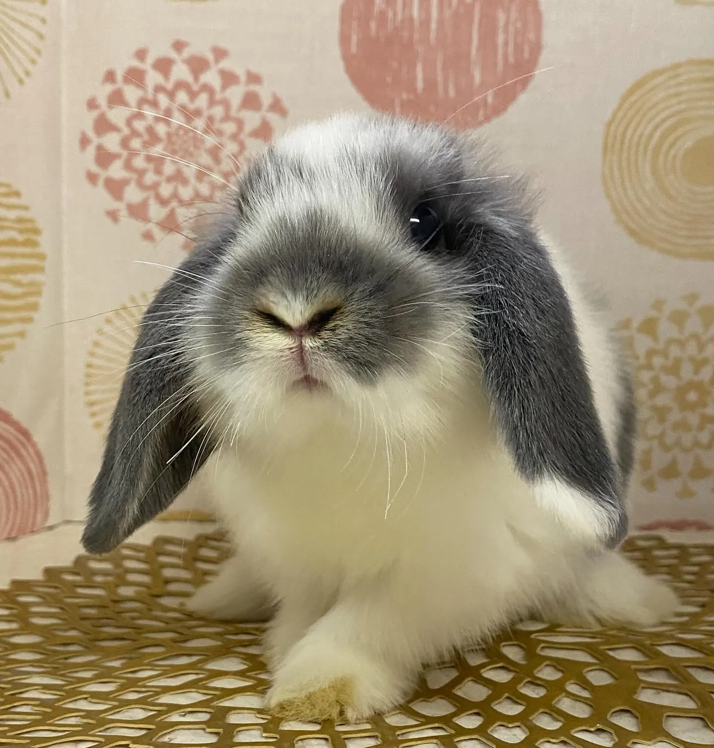 ☆明日店頭デビュー☆