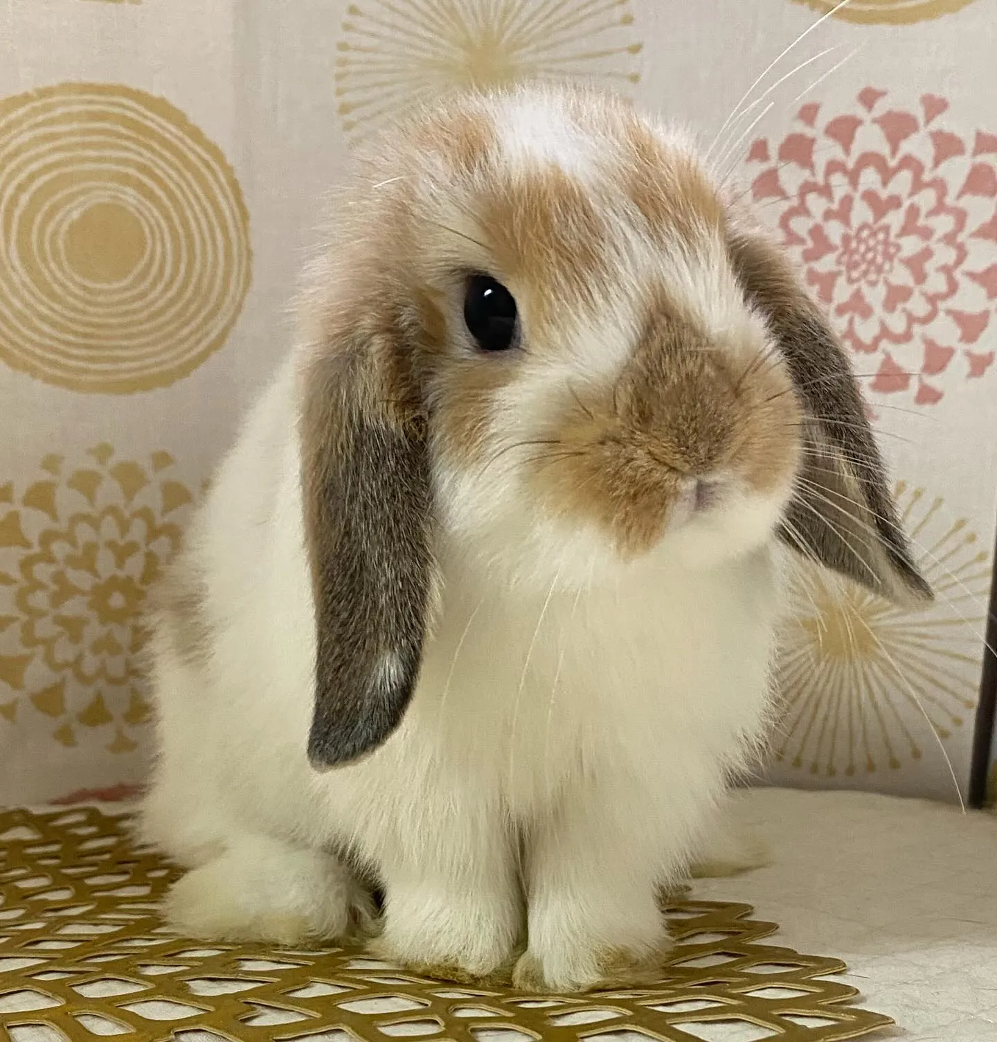 ☆明日店頭デビュー☆