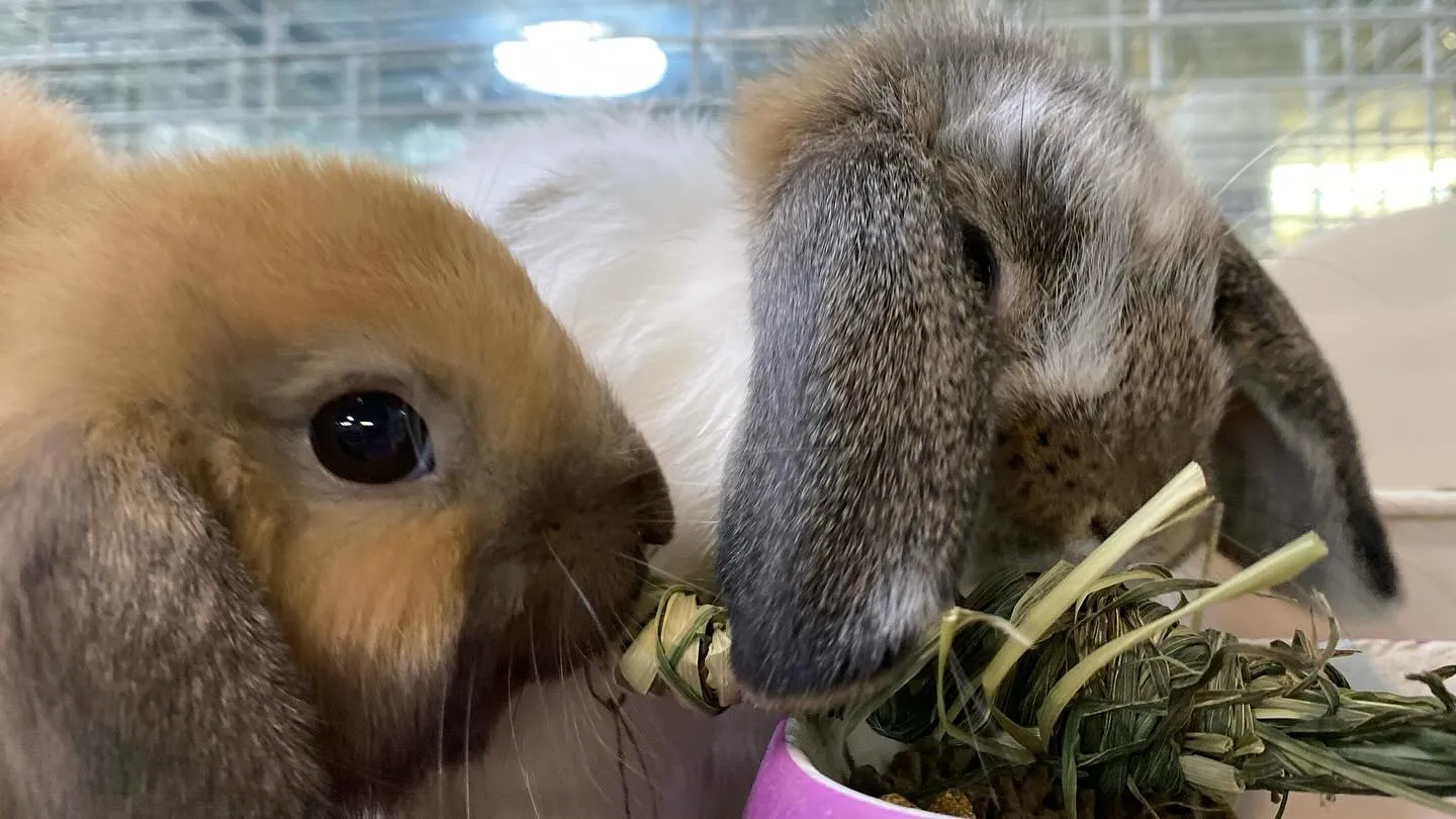 ☆うさちまき☆