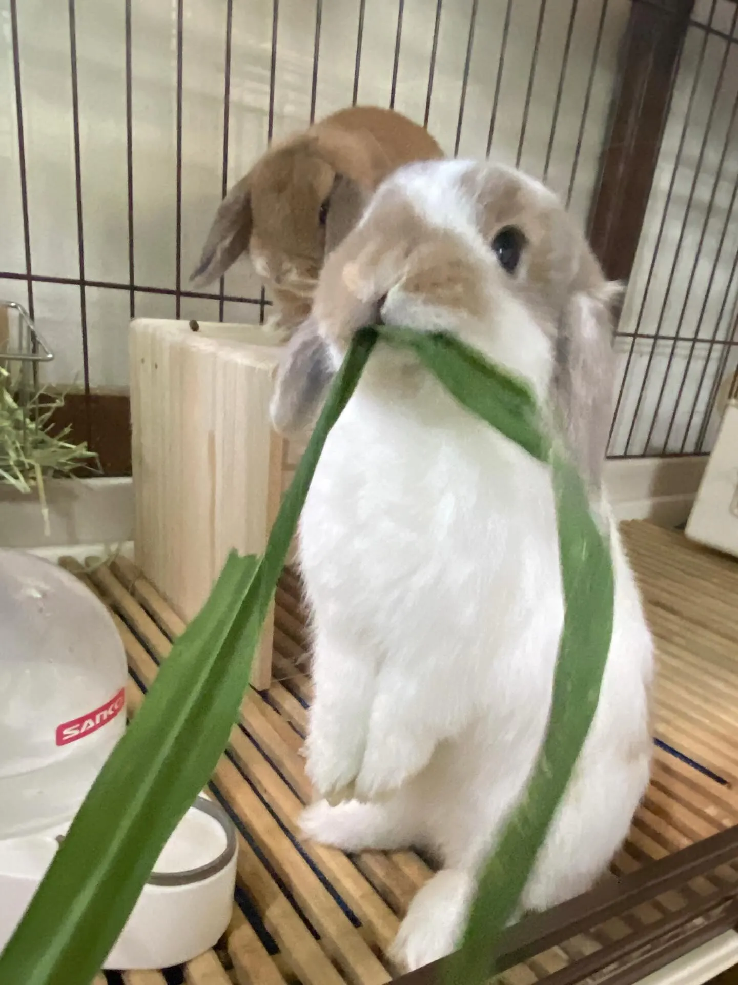 ☆千葉県産生牧草☆