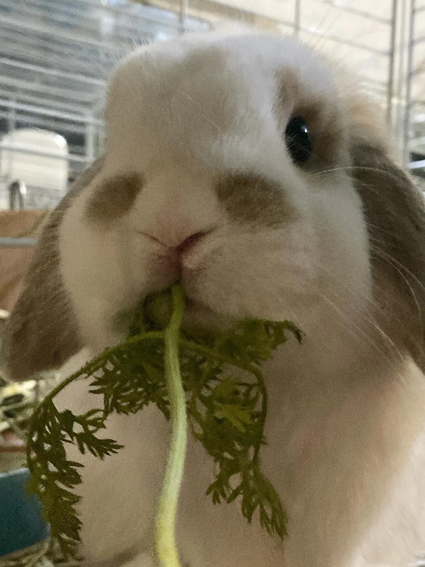 ☆ラキテ葉っぱ☆