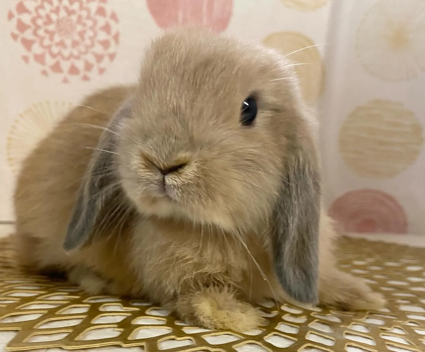 ☆8月25日子うさぎ情報☆