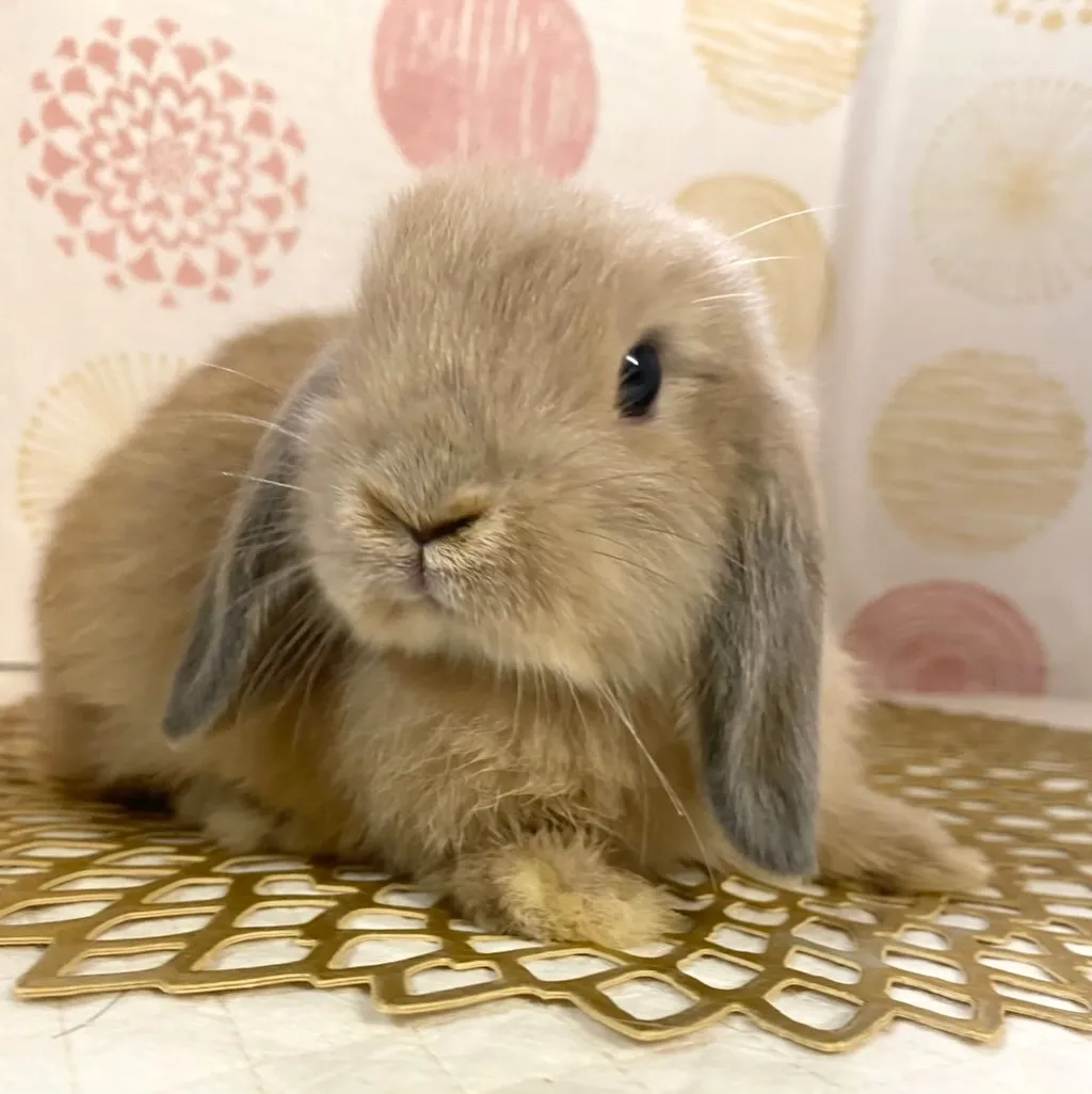 ☆お迎え済☆リンクス