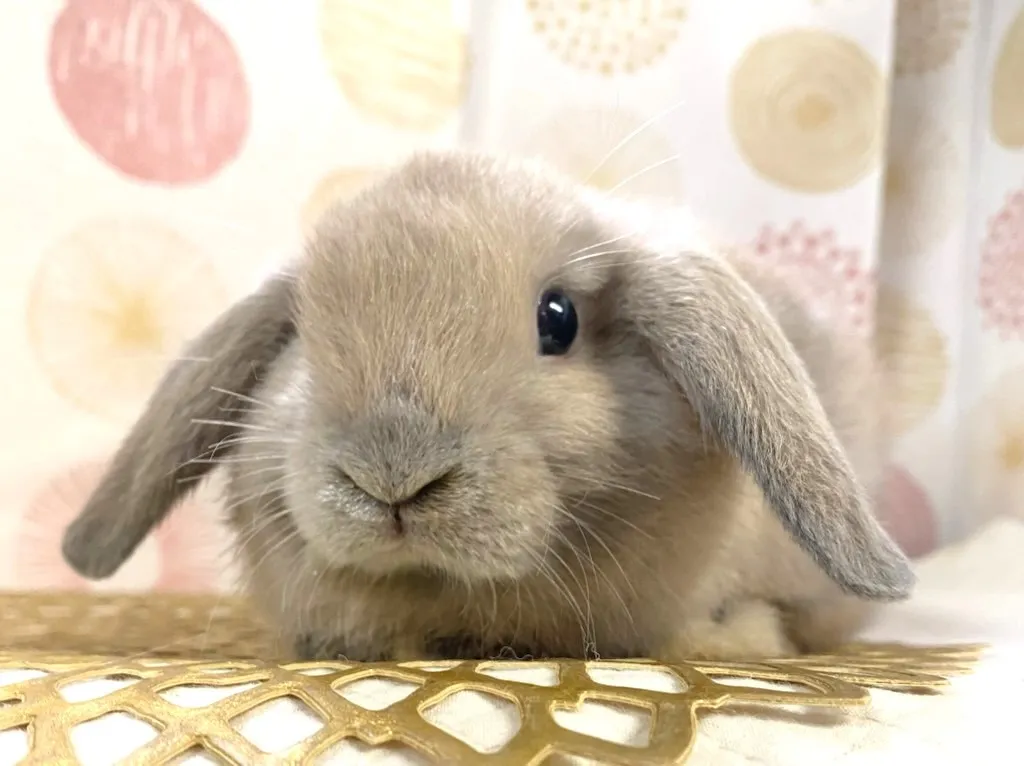 ☆お迎え済☆ブルートート