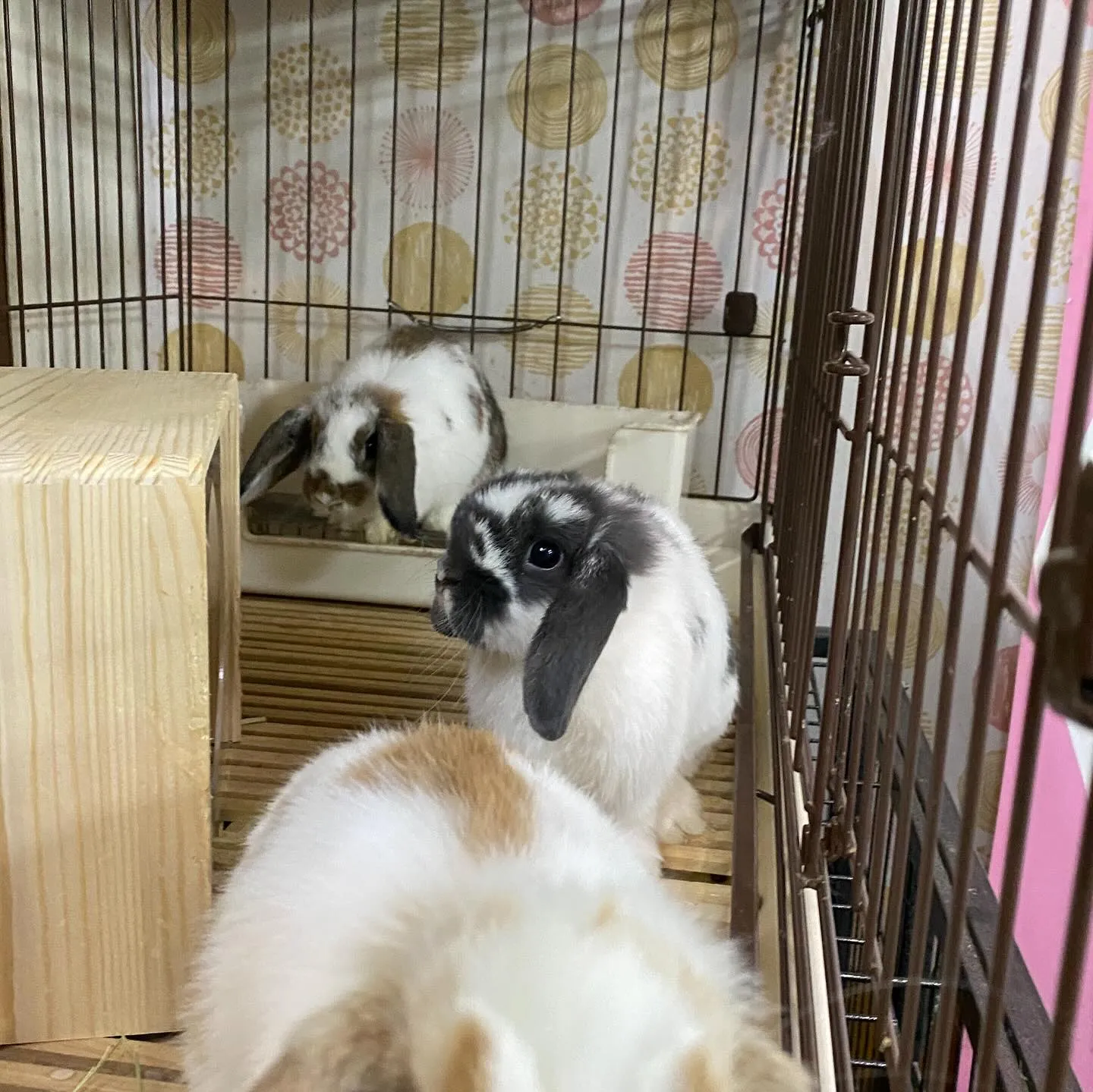 ☆ブロークン模様☆