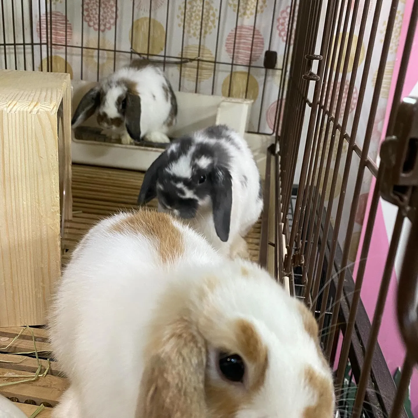 ☆ブロークン模様☆