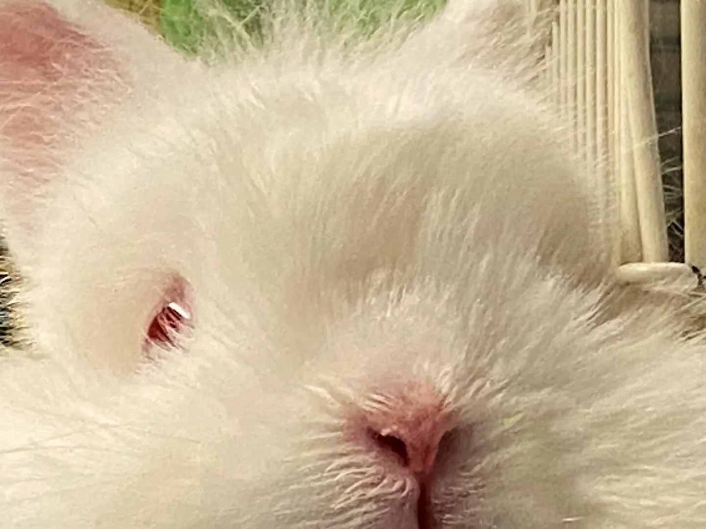 ☆ルビーアイ☆