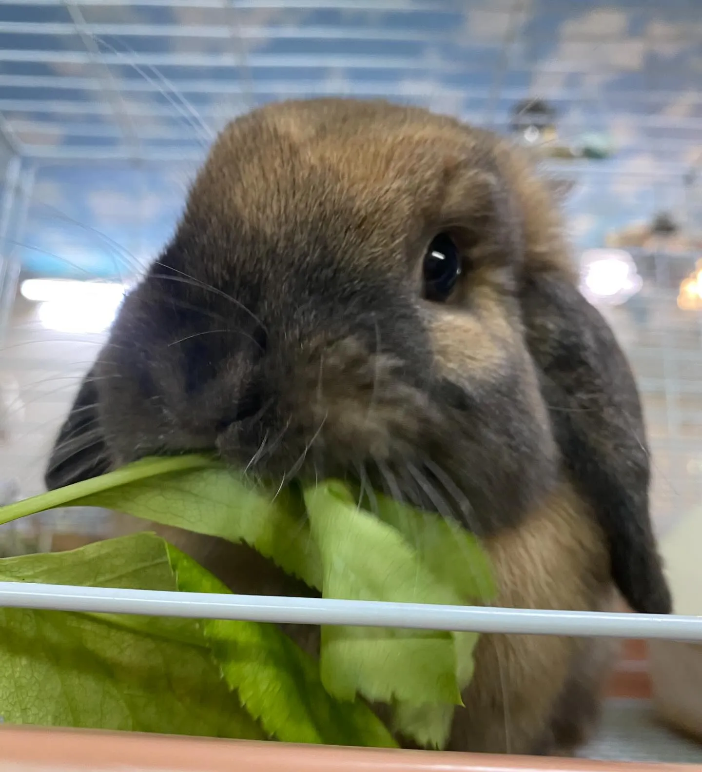 ☆ラキテ葉っぱ☆