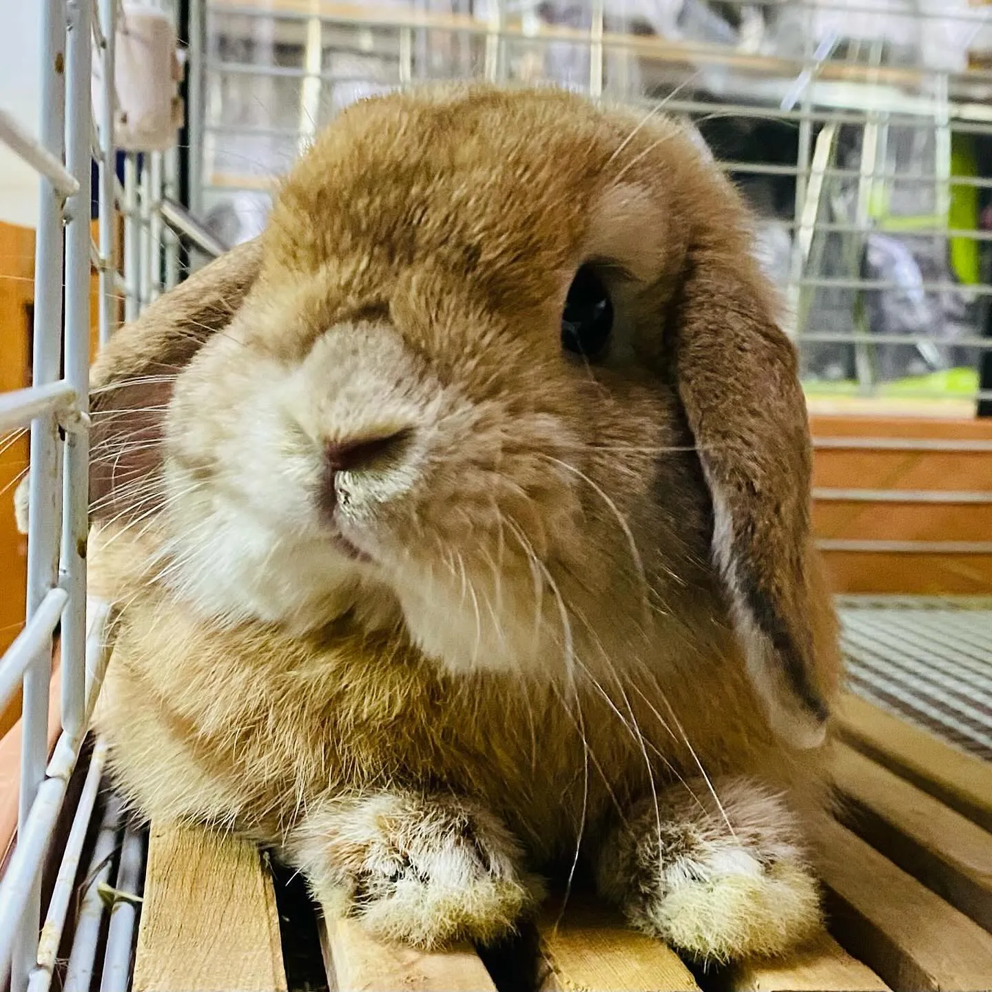 ☆ラテくん☆