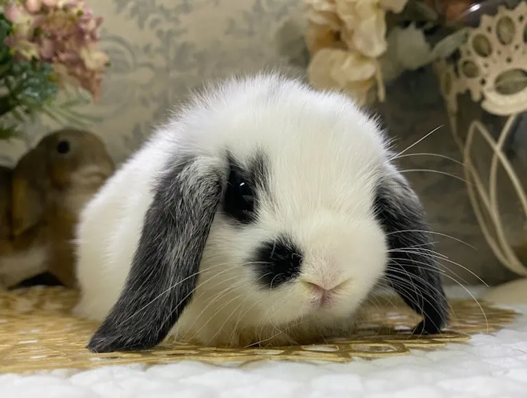 名古屋のうさぎならRABBIT COTTON | 飼育方法やケア方法をレクチャー