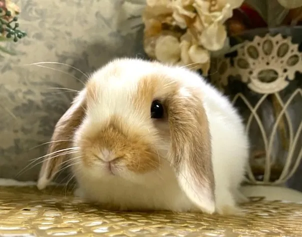 ☆お迎え済☆ブロークンオレンジ