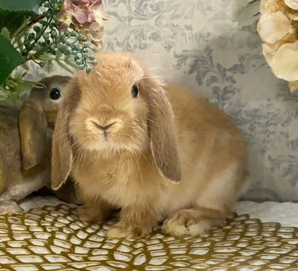 オレンジ | 取扱いうさぎ一覧 | 名古屋のうさぎならRABBIT COTTON