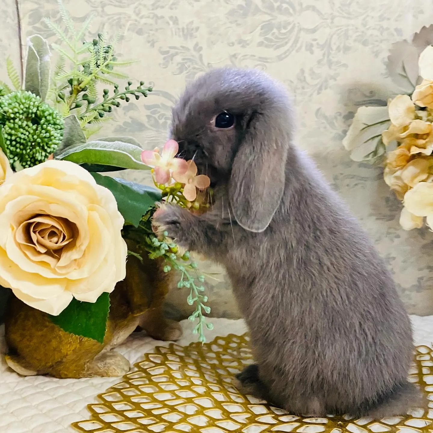 ☆子うさぎ入舎情報☆