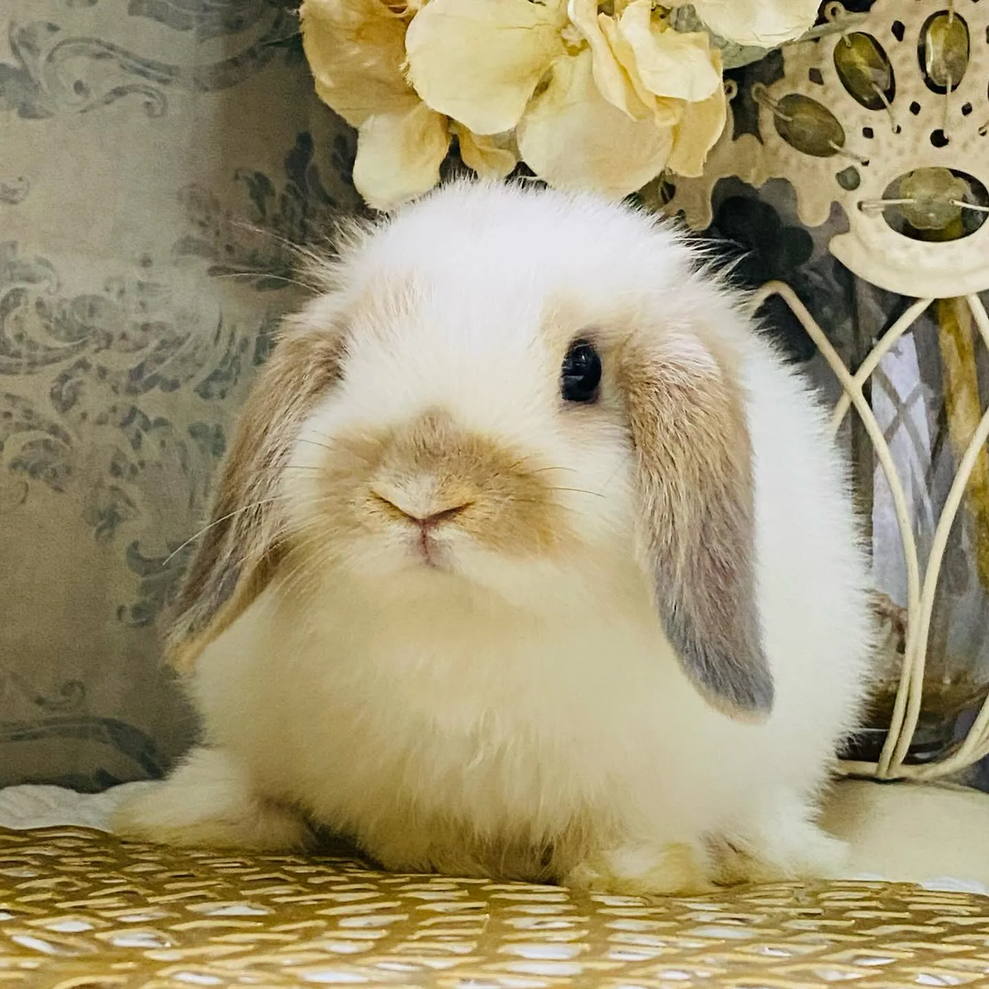 ☆子うさぎ入舎情報☆