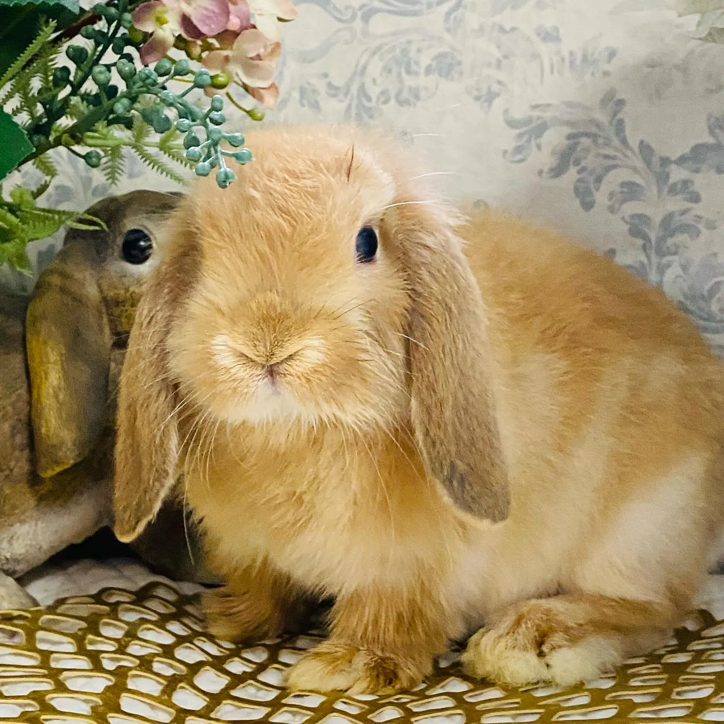 ☆子うさぎ入舎情報☆