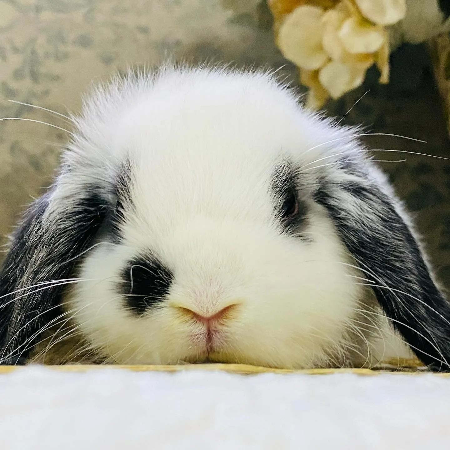 ☆子うさぎ入舎情報☆
