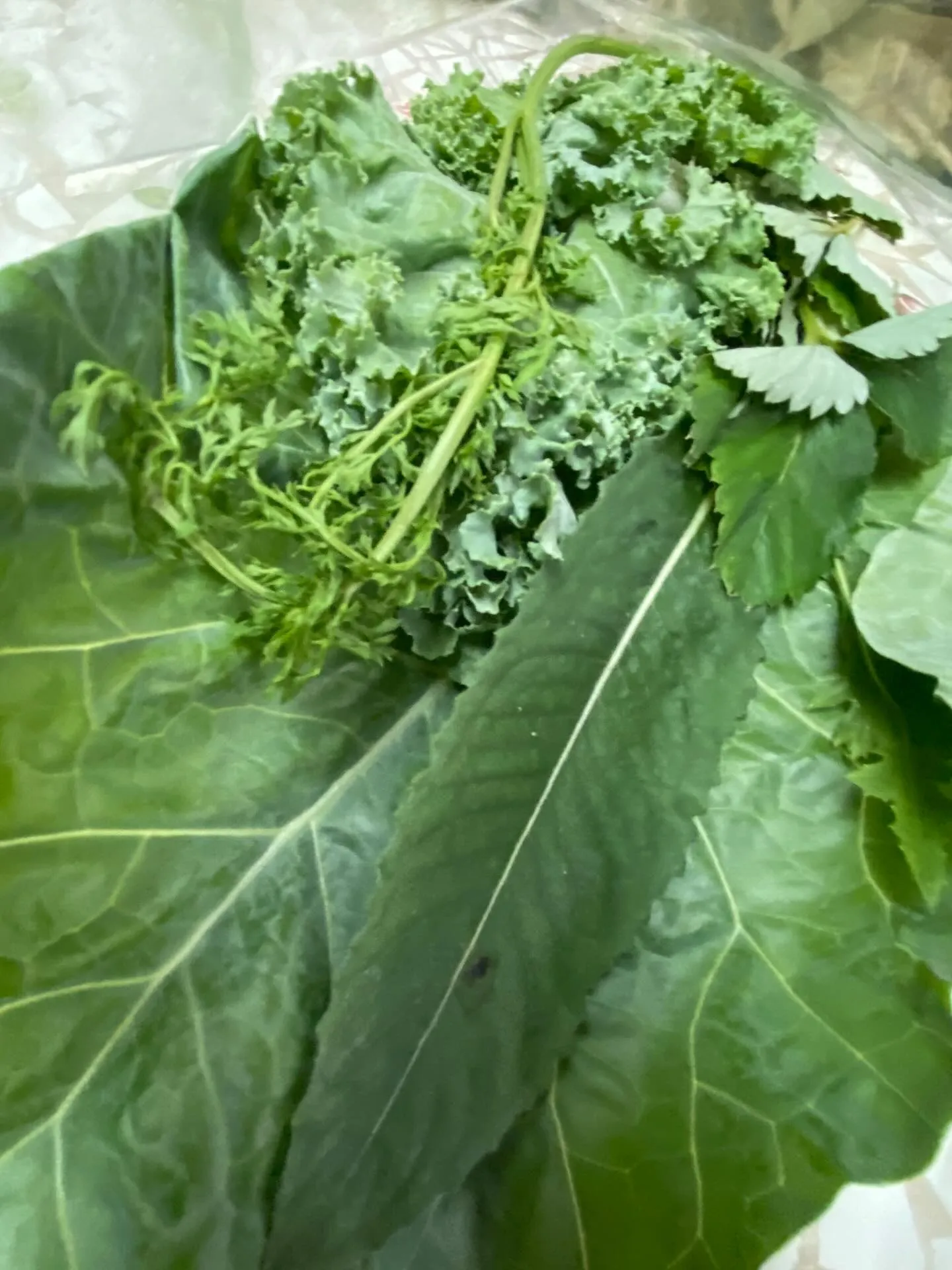 ☆ラキテ葉っぱ☆