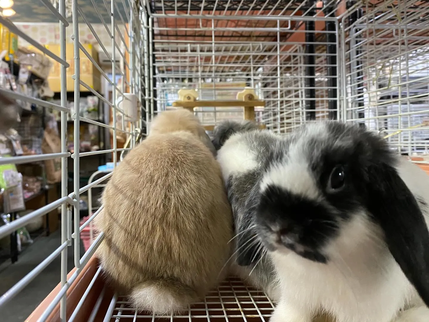 ☆こんばんぴょん☆