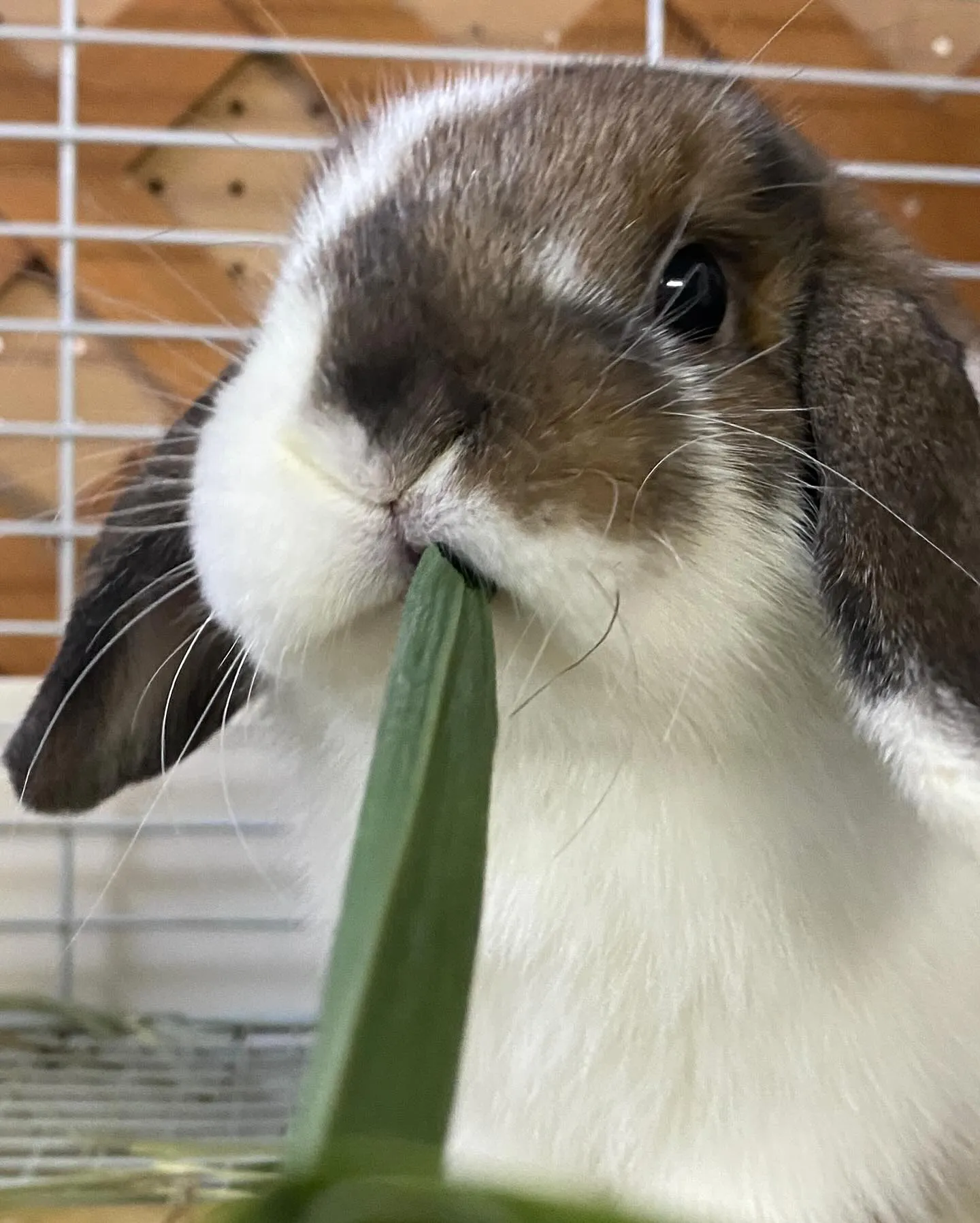 ☆イネ科緑葉☆