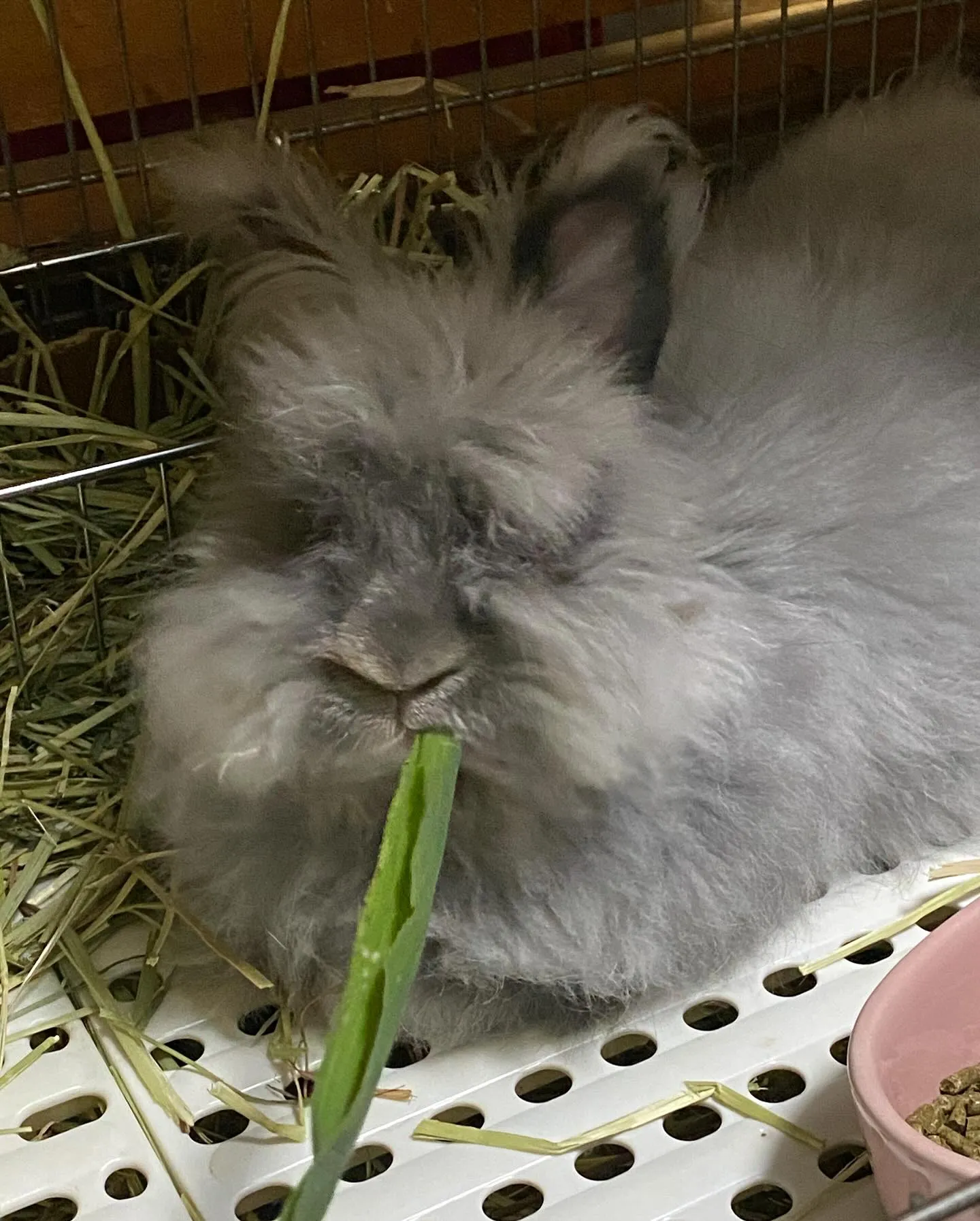 ☆イネ科緑葉☆