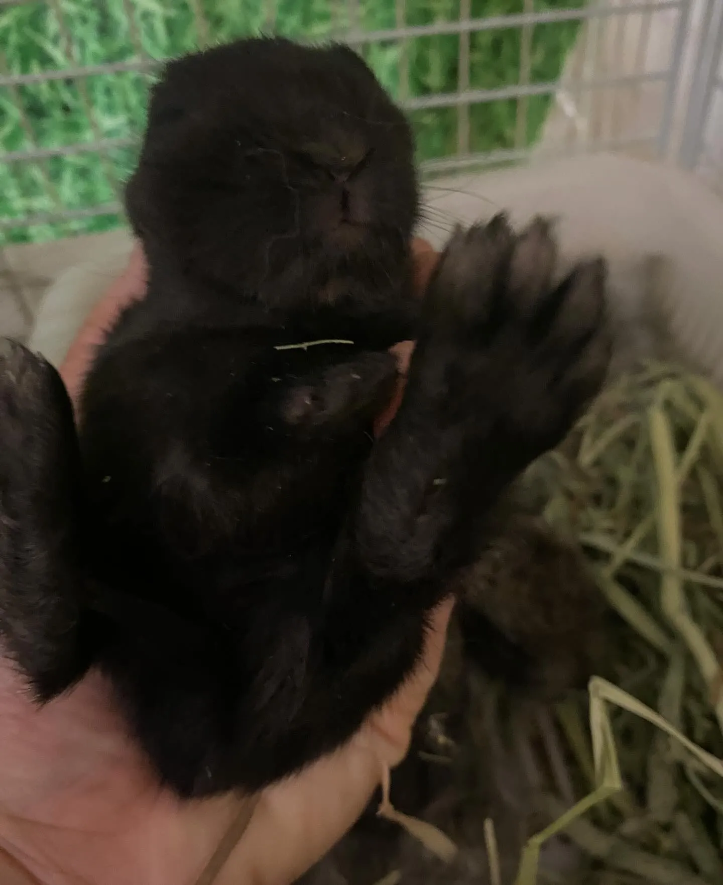 ☆ジャージーウーリー☆