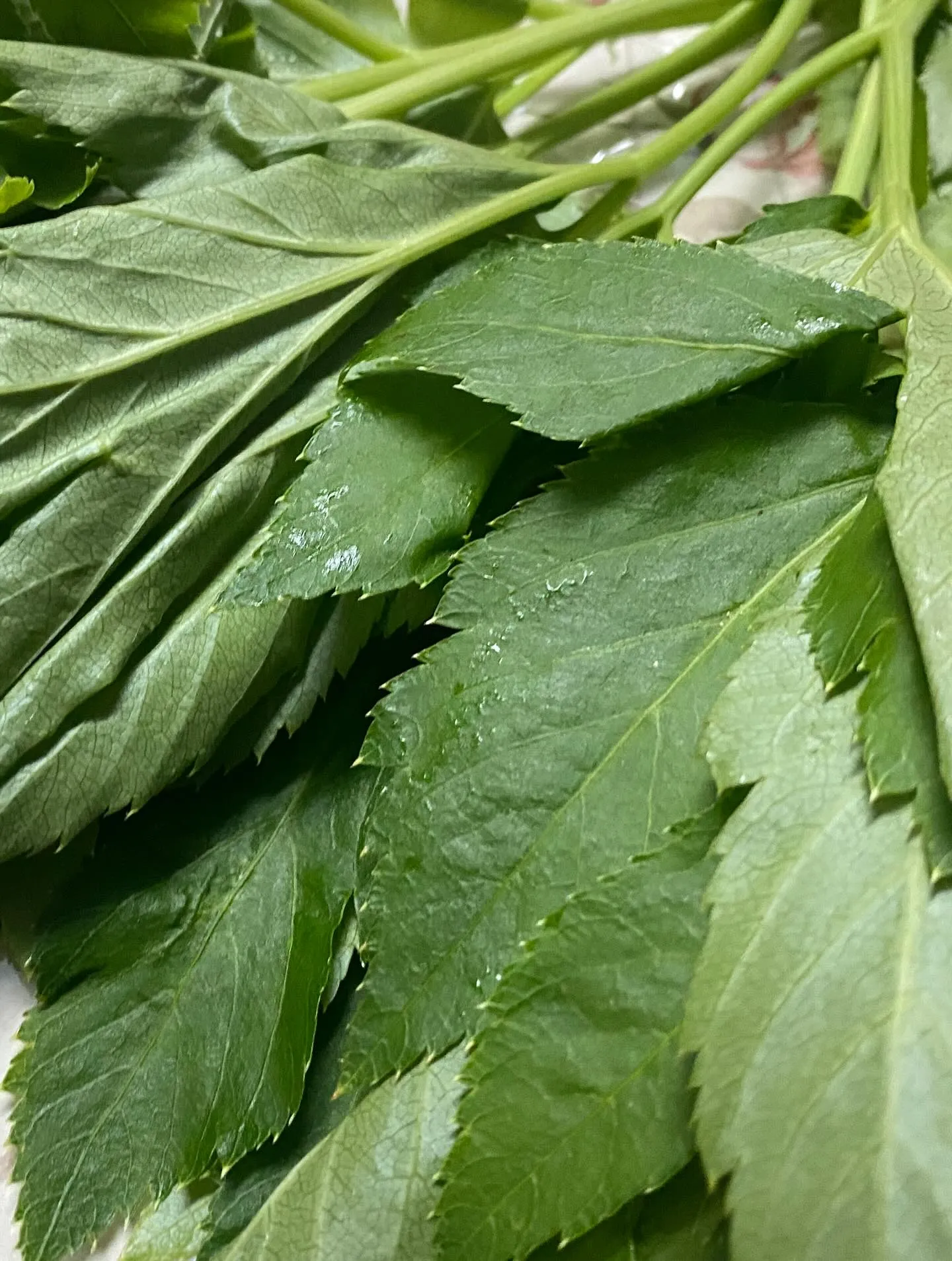 ☆ラキテファーム☆