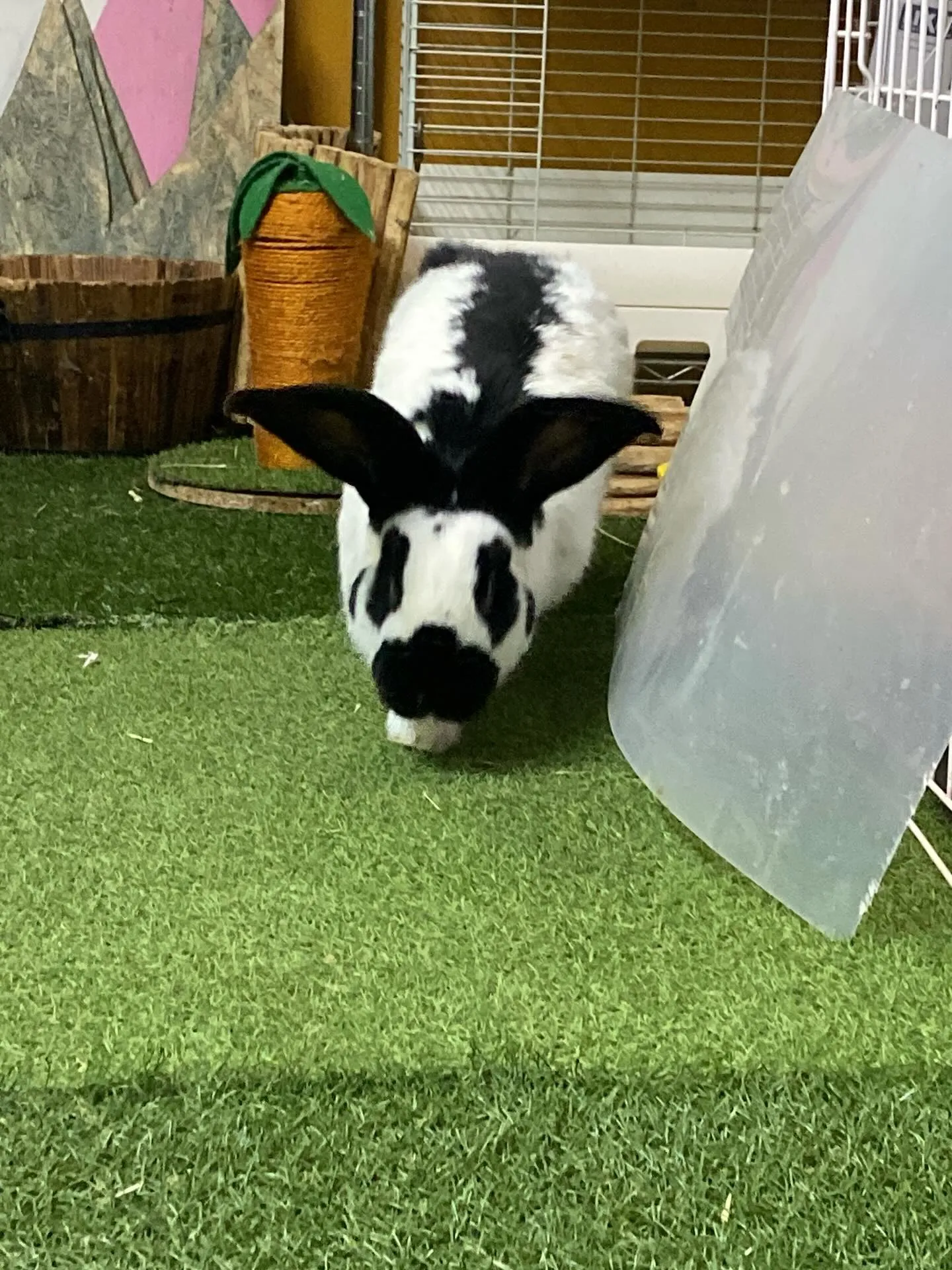 ☆パパごんと息子☆