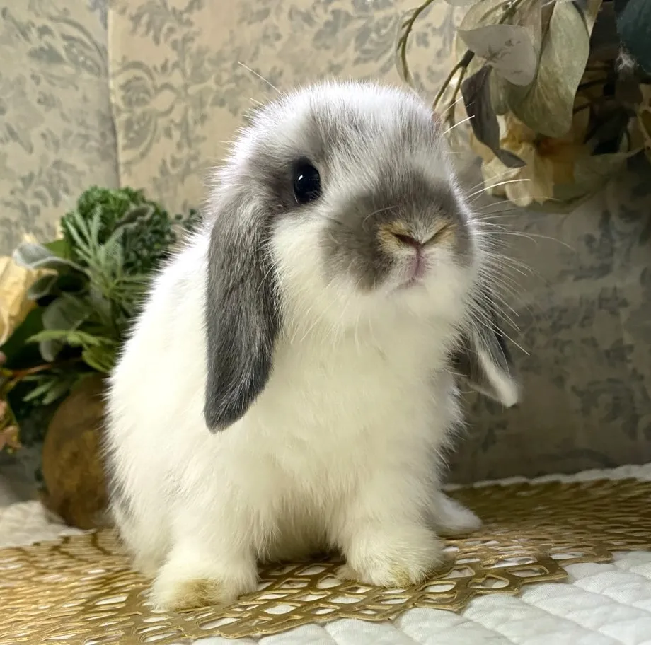 ブロークンオパール