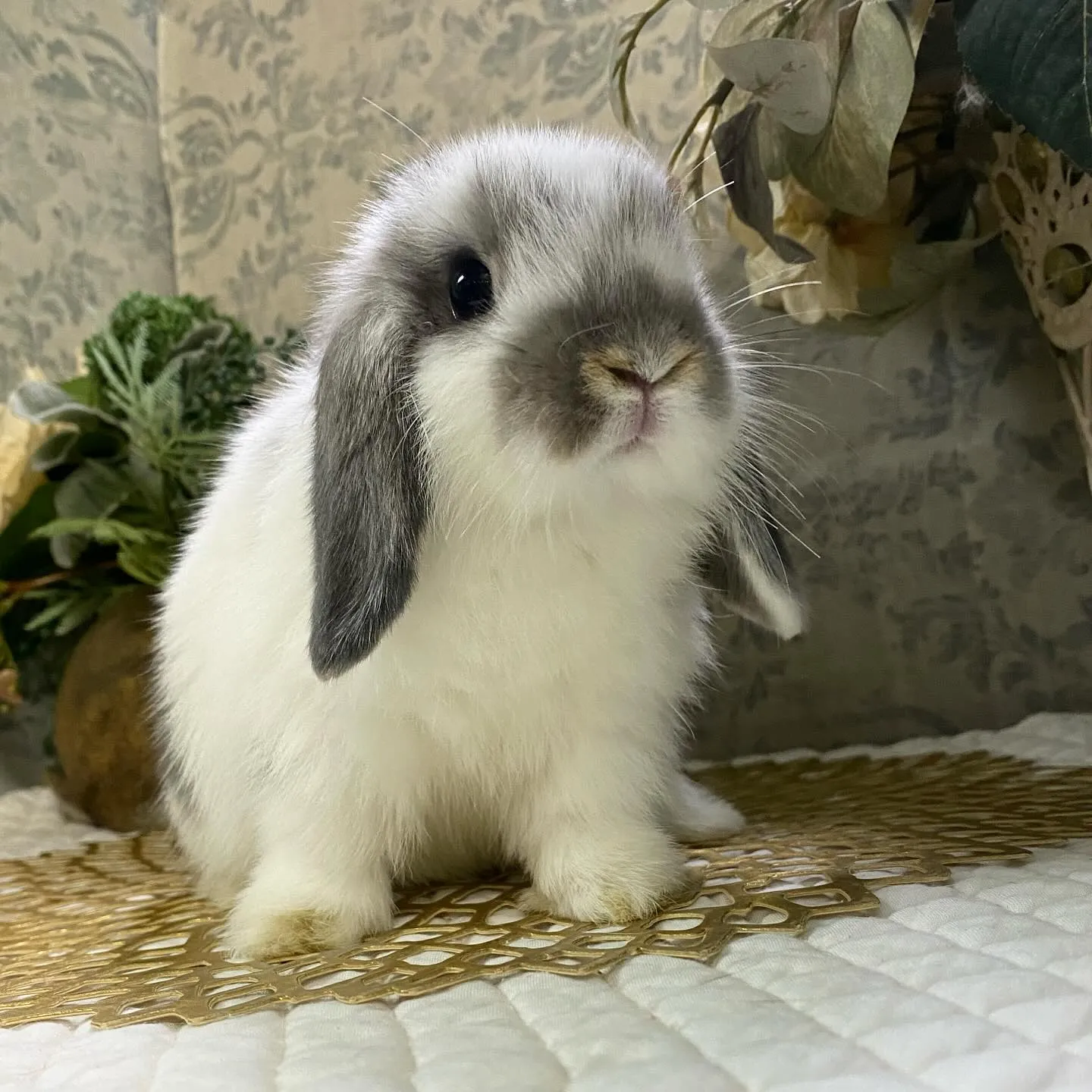 ☆子うさぎ情報☆