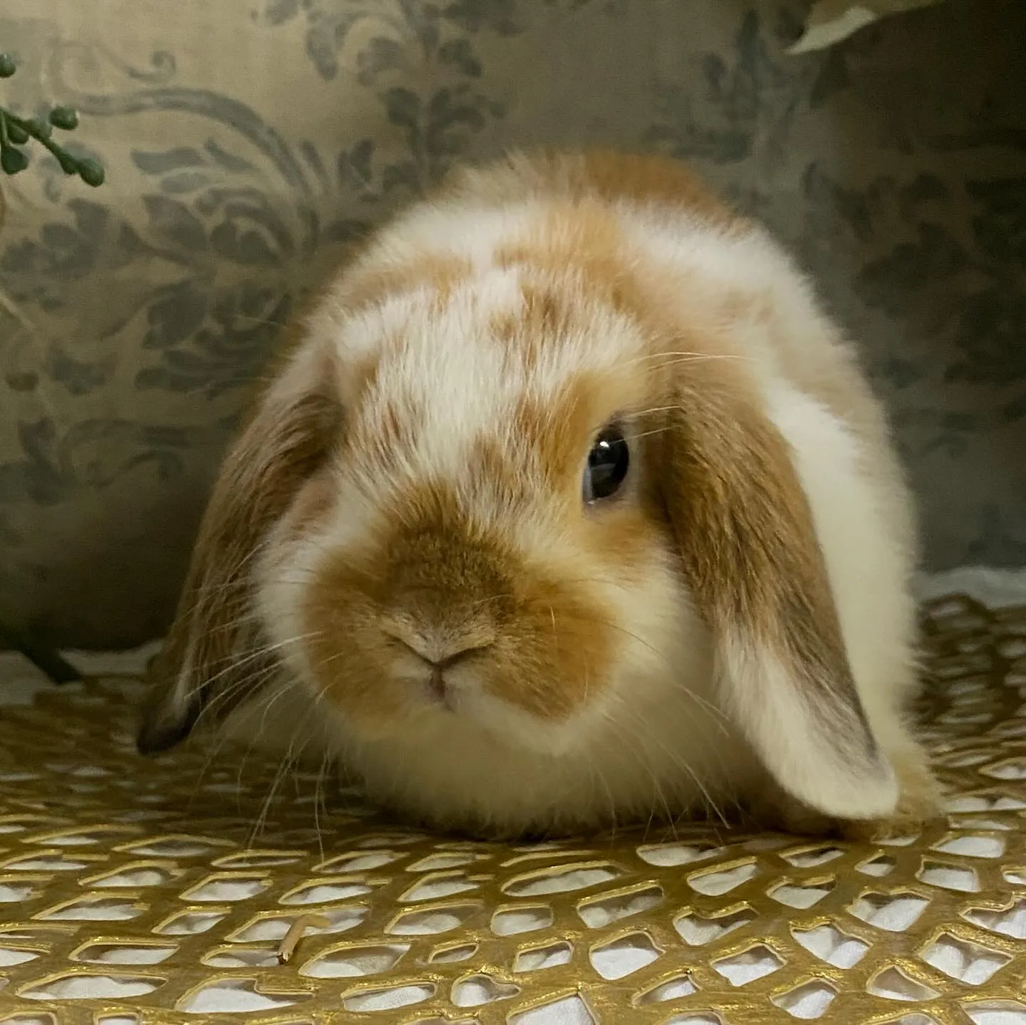 ☆子うさぎ情報☆