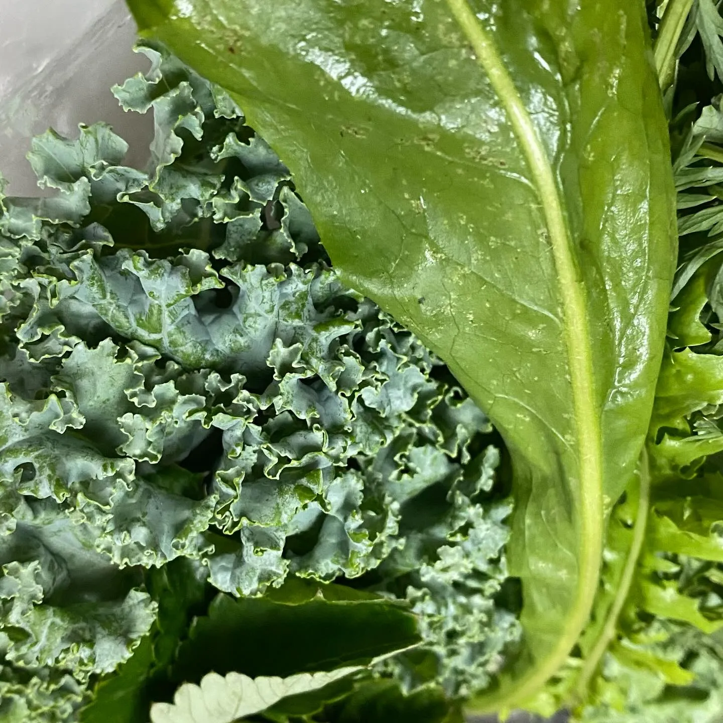 ☆ラキテ葉っぱ☆