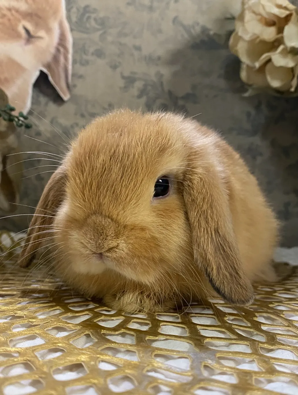 ☆ベビー入舎情報☆